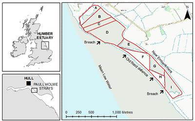 Long-Term Changes in the Abundance of Benthic Foraging Birds in a Restored Wetland